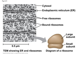 Fig. 6-11
Cytosol
Endoplasmic reticulum (ER)
Free ribosomes
Bound ribosomes
Large
subunit
Small
subunit
Diagram of a ribosome
TEM showing ER and ribosomes
0.5 µm
 