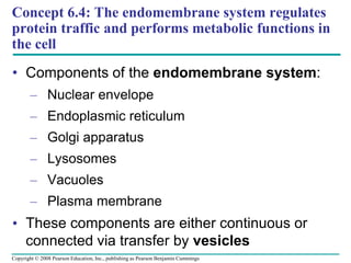 Concept 6.4: The endomembrane system regulates
protein traffic and performs metabolic functions in
the cell
• Components of the endomembrane system:
– Nuclear envelope
– Endoplasmic reticulum
– Golgi apparatus
– Lysosomes
– Vacuoles
– Plasma membrane
• These components are either continuous or
connected via transfer by vesicles
Copyright © 2008 Pearson Education, Inc., publishing as Pearson Benjamin Cummings
 