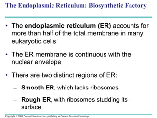 The Endoplasmic Reticulum: Biosynthetic Factory
• The endoplasmic reticulum (ER) accounts for
more than half of the total membrane in many
eukaryotic cells
• The ER membrane is continuous with the
nuclear envelope
• There are two distinct regions of ER:
– Smooth ER, which lacks ribosomes
– Rough ER, with ribosomes studding its
surface
Copyright © 2008 Pearson Education, Inc., publishing as Pearson Benjamin Cummings
 