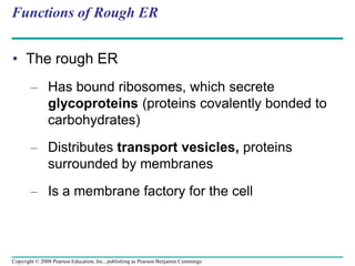 Functions of Rough ER
• The rough ER
– Has bound ribosomes, which secrete
glycoproteins (proteins covalently bonded to
carbohydrates)
– Distributes transport vesicles, proteins
surrounded by membranes
– Is a membrane factory for the cell
Copyright © 2008 Pearson Education, Inc., publishing as Pearson Benjamin Cummings
 