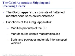 • The Golgi apparatus consists of flattened
membranous sacs called cisternae
• Functions of the Golgi apparatus:
– Modifies products of the ER
– Manufactures certain macromolecules
– Sorts and packages materials into transport
vesicles
The Golgi Apparatus: Shipping and
Receiving Center
Copyright © 2008 Pearson Education, Inc., publishing as Pearson Benjamin Cummings
 