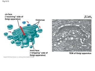 Fig. 6-13
cis face
(“receiving” side of
Golgi apparatus) Cisternae
trans face
(“shipping” side of
Golgi apparatus)
TEM of Golgi apparatus
0.1 µm
 