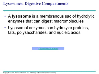 Lysosomes: Digestive Compartments
• A lysosome is a membranous sac of hydrolytic
enzymes that can digest macromolecules
• Lysosomal enzymes can hydrolyze proteins,
fats, polysaccharides, and nucleic acids
Lysosome Formation
Copyright © 2008 Pearson Education, Inc., publishing as Pearson Benjamin Cummings
 