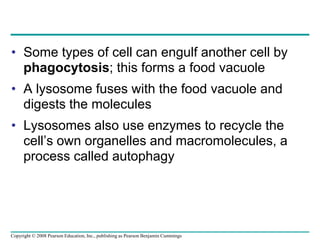 • Some types of cell can engulf another cell by
phagocytosis; this forms a food vacuole
• A lysosome fuses with the food vacuole and
digests the molecules
• Lysosomes also use enzymes to recycle the
cell’s own organelles and macromolecules, a
process called autophagy
Copyright © 2008 Pearson Education, Inc., publishing as Pearson Benjamin Cummings
 