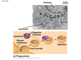 Fig. 6-14a
Nucleus 1 µm
Lysosome
Lysosome
Digestive
enzymes
Plasma
membrane
Food vacuole
Digestion
(a) Phagocytosis
 