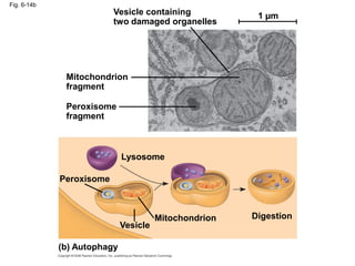 Fig. 6-14b
Vesicle containing
two damaged organelles
Mitochondrion
fragment
Peroxisome
fragment
Peroxisome
Lysosome
Digestion
Mitochondrion
Vesicle
(b) Autophagy
1 µm
 