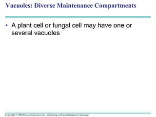Vacuoles: Diverse Maintenance Compartments
• A plant cell or fungal cell may have one or
several vacuoles
Copyright © 2008 Pearson Education, Inc., publishing as Pearson Benjamin Cummings
 