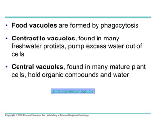 • Food vacuoles are formed by phagocytosis
• Contractile vacuoles, found in many
freshwater protists, pump excess water out of
cells
• Central vacuoles, found in many mature plant
cells, hold organic compounds and water
Video: Paramecium Vacuole
Copyright © 2008 Pearson Education, Inc., publishing as Pearson Benjamin Cummings
 