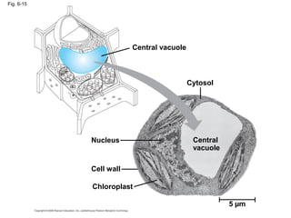 Fig. 6-15
Central vacuole
Cytosol
Central
vacuole
Nucleus
Cell wall
Chloroplast
5 µm
 
