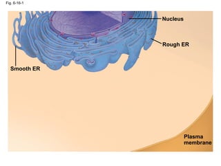 Fig. 6-16-1
Smooth ER
Nucleus
Rough ER
Plasma
membrane
 