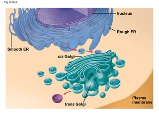 Fig. 6-16-2
Smooth ER
Nucleus
Rough ER
Plasma
membrane
cis Golgi
trans Golgi
 