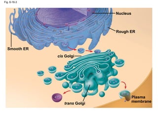 Fig. 6-16-3
Smooth ER
Nucleus
Rough ER
Plasma
membrane
cis Golgi
trans Golgi
 