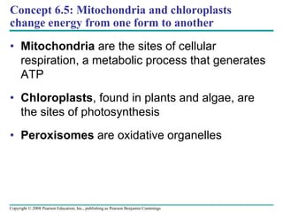 Concept 6.5: Mitochondria and chloroplasts
change energy from one form to another
• Mitochondria are the sites of cellular
respiration, a metabolic process that generates
ATP
• Chloroplasts, found in plants and algae, are
the sites of photosynthesis
• Peroxisomes are oxidative organelles
Copyright © 2008 Pearson Education, Inc., publishing as Pearson Benjamin Cummings
 