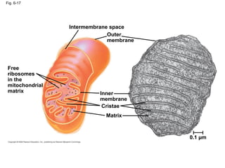 Fig. 6-17
Free
ribosomes
in the
mitochondrial
matrix
Intermembrane space
Outer
membrane
Inner
membrane
Cristae
Matrix
0.1 µm
 