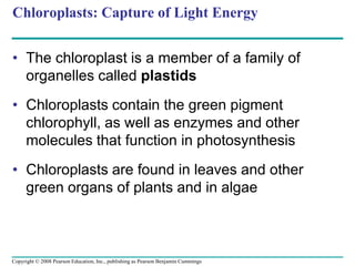 Chloroplasts: Capture of Light Energy
• The chloroplast is a member of a family of
organelles called plastids
• Chloroplasts contain the green pigment
chlorophyll, as well as enzymes and other
molecules that function in photosynthesis
• Chloroplasts are found in leaves and other
green organs of plants and in algae
Copyright © 2008 Pearson Education, Inc., publishing as Pearson Benjamin Cummings
 