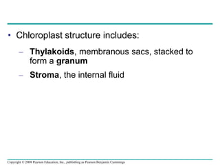 • Chloroplast structure includes:
– Thylakoids, membranous sacs, stacked to
form a granum
– Stroma, the internal fluid
Copyright © 2008 Pearson Education, Inc., publishing as Pearson Benjamin Cummings
 