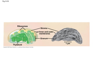 Fig. 6-18
Ribosomes
Thylakoid
Stroma
Granum
Inner and outer
membranes
1 µm
 
