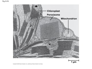 Fig. 6-19
1 µm
Chloroplast
Peroxisome
Mitochondrion
 