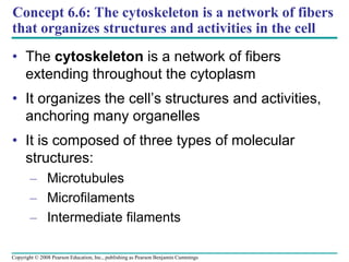 Concept 6.6: The cytoskeleton is a network of fibers
that organizes structures and activities in the cell
• The cytoskeleton is a network of fibers
extending throughout the cytoplasm
• It organizes the cell’s structures and activities,
anchoring many organelles
• It is composed of three types of molecular
structures:
– Microtubules
– Microfilaments
– Intermediate filaments
Copyright © 2008 Pearson Education, Inc., publishing as Pearson Benjamin Cummings
 