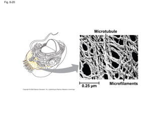 Fig. 6-20
Microtubule
Microfilaments
0.25 µm
 