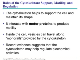 Roles of the Cytoskeleton: Support, Motility, and
Regulation
• The cytoskeleton helps to support the cell and
maintain its shape
• It interacts with motor proteins to produce
motility
• Inside the cell, vesicles can travel along
“monorails” provided by the cytoskeleton
• Recent evidence suggests that the
cytoskeleton may help regulate biochemical
activities
Copyright © 2008 Pearson Education, Inc., publishing as Pearson Benjamin Cummings
 