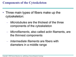 Components of the Cytoskeleton
• Three main types of fibers make up the
cytoskeleton:
– Microtubules are the thickest of the three
components of the cytoskeleton
– Microfilaments, also called actin filaments, are
the thinnest components
– Intermediate filaments are fibers with
diameters in a middle range
Copyright © 2008 Pearson Education, Inc., publishing as Pearson Benjamin Cummings
 