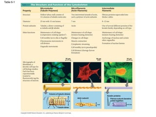 Table 6-1
10 µm 10 µm 10 µm
Column of tubulin dimers
Tubulin dimer
Actin subunit
 
25 nm
7 nm
Keratin proteins
Fibrous subunit (keratins
coiled together)
8–12 nm
 