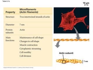 Table 6-1b
Actin subunit
10 µm
7 nm
 