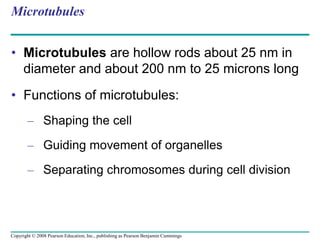 Microtubules
• Microtubules are hollow rods about 25 nm in
diameter and about 200 nm to 25 microns long
• Functions of microtubules:
– Shaping the cell
– Guiding movement of organelles
– Separating chromosomes during cell division
Copyright © 2008 Pearson Education, Inc., publishing as Pearson Benjamin Cummings
 