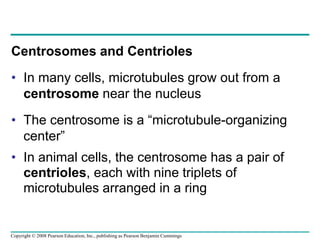 Centrosomes and Centrioles
• In many cells, microtubules grow out from a
centrosome near the nucleus
• The centrosome is a “microtubule-organizing
center”
• In animal cells, the centrosome has a pair of
centrioles, each with nine triplets of
microtubules arranged in a ring
Copyright © 2008 Pearson Education, Inc., publishing as Pearson Benjamin Cummings
 