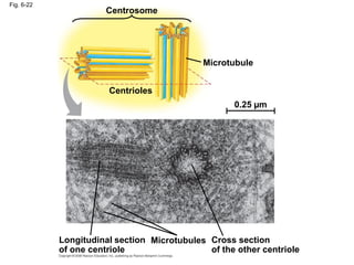 Fig. 6-22
Centrosome
Microtubule
Centrioles
0.25 µm
Longitudinal section
of one centriole
Microtubules Cross section
of the other centriole
 