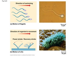 Fig. 6-23
5 µm
Direction of swimming
(a) Motion of flagella
Direction of organism’s movement
Power stroke Recovery stroke
(b) Motion of cilia
15 µm
 