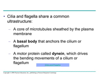 • Cilia and flagella share a common
ultrastructure:
– A core of microtubules sheathed by the plasma
membrane
– A basal body that anchors the cilium or
flagellum
– A motor protein called dynein, which drives
the bending movements of a cilium or
flagellum Cilia and Flagella
Copyright © 2008 Pearson Education, Inc., publishing as Pearson Benjamin Cummings
 