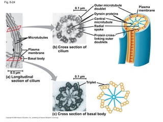 Fig. 6-24
0.1 µm
Triplet
(c) Cross section of basal body
(a) Longitudinal
section of cilium
0.5 µm
Plasma
membrane
Basal body
Microtubules
(b) Cross section of
cilium
Plasma
membrane
Outer microtubule
doublet
Dynein proteins
Central
microtubule
Radial
spoke
Protein cross-
linking outer
doublets
0.1 µm
 