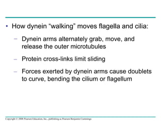 • How dynein “walking” moves flagella and cilia:
− Dynein arms alternately grab, move, and
release the outer microtubules
– Protein cross-links limit sliding
– Forces exerted by dynein arms cause doublets
to curve, bending the cilium or flagellum
Copyright © 2008 Pearson Education, Inc., publishing as Pearson Benjamin Cummings
 