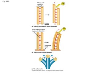 Fig. 6-25
Microtubule
doublets
Dynein
protein
ATP
ATP
(a) Effect of unrestrained dynein movement
Cross-linking proteins
inside outer doublets
Anchorage
in cell
(b) Effect of cross-linking proteins
1 3
2
(c) Wavelike motion
 