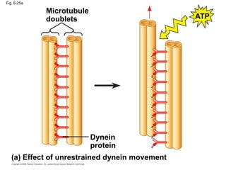 Fig. 6-25a
Microtubule
doublets
Dynein
protein
(a) Effect of unrestrained dynein movement
ATP
 