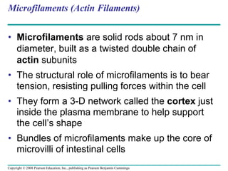 Microfilaments (Actin Filaments)
• Microfilaments are solid rods about 7 nm in
diameter, built as a twisted double chain of
actin subunits
• The structural role of microfilaments is to bear
tension, resisting pulling forces within the cell
• They form a 3-D network called the cortex just
inside the plasma membrane to help support
the cell’s shape
• Bundles of microfilaments make up the core of
microvilli of intestinal cells
Copyright © 2008 Pearson Education, Inc., publishing as Pearson Benjamin Cummings
 