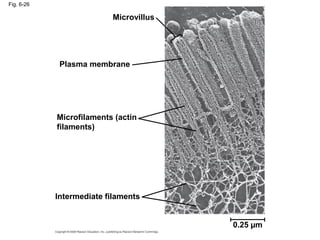 Fig. 6-26
Microvillus
Plasma membrane
Microfilaments (actin
filaments)
Intermediate filaments
0.25 µm
 