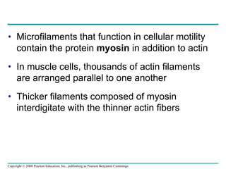 • Microfilaments that function in cellular motility
contain the protein myosin in addition to actin
• In muscle cells, thousands of actin filaments
are arranged parallel to one another
• Thicker filaments composed of myosin
interdigitate with the thinner actin fibers
Copyright © 2008 Pearson Education, Inc., publishing as Pearson Benjamin Cummings
 