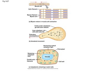 Fig. 6-27
Muscle cell
Actin filament
Myosin filament
Myosin arm
(a) Myosin motors in muscle cell contraction
Cortex (outer cytoplasm):
gel with actin network
Inner cytoplasm: sol
with actin subunits
Extending
pseudopodium
(b) Amoeboid movement
Nonmoving cortical
cytoplasm (gel)
Chloroplast
Streaming
cytoplasm
(sol) Vacuole
Cell wall
Parallel actin
filaments
(c) Cytoplasmic streaming in plant cells
 