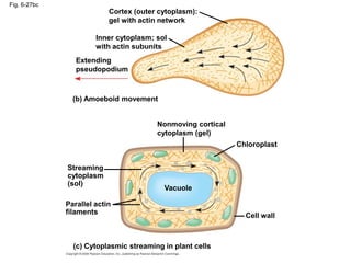 Fig. 6-27bc
Cortex (outer cytoplasm):
gel with actin network
Inner cytoplasm: sol
with actin subunits
Extending
pseudopodium
(b) Amoeboid movement
Nonmoving cortical
cytoplasm (gel)
Chloroplast
Cell wall
Streaming
cytoplasm
(sol)
Parallel actin
filaments
(c) Cytoplasmic streaming in plant cells
Vacuole
 