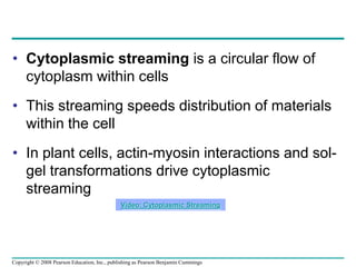 • Cytoplasmic streaming is a circular flow of
cytoplasm within cells
• This streaming speeds distribution of materials
within the cell
• In plant cells, actin-myosin interactions and sol-
gel transformations drive cytoplasmic
streaming
Video: Cytoplasmic Streaming
Copyright © 2008 Pearson Education, Inc., publishing as Pearson Benjamin Cummings
 