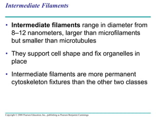 Intermediate Filaments
• Intermediate filaments range in diameter from
8–12 nanometers, larger than microfilaments
but smaller than microtubules
• They support cell shape and fix organelles in
place
• Intermediate filaments are more permanent
cytoskeleton fixtures than the other two classes
Copyright © 2008 Pearson Education, Inc., publishing as Pearson Benjamin Cummings
 