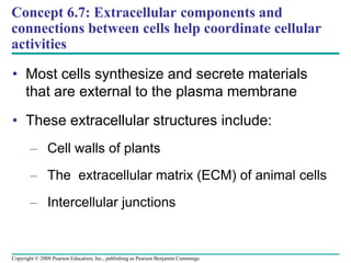 Concept 6.7: Extracellular components and
connections between cells help coordinate cellular
activities
• Most cells synthesize and secrete materials
that are external to the plasma membrane
• These extracellular structures include:
– Cell walls of plants
– The extracellular matrix (ECM) of animal cells
– Intercellular junctions
Copyright © 2008 Pearson Education, Inc., publishing as Pearson Benjamin Cummings
 
