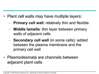 • Plant cell walls may have multiple layers:
– Primary cell wall: relatively thin and flexible
– Middle lamella: thin layer between primary
walls of adjacent cells
– Secondary cell wall (in some cells): added
between the plasma membrane and the
primary cell wall
• Plasmodesmata are channels between
adjacent plant cells
Copyright © 2008 Pearson Education, Inc., publishing as Pearson Benjamin Cummings
 