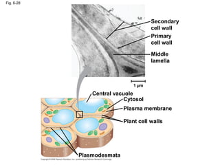Fig. 6-28
Secondary
cell wall
Primary
cell wall
Middle
lamella
Central vacuole
Cytosol
Plasma membrane
Plant cell walls
Plasmodesmata
1 µm
 
