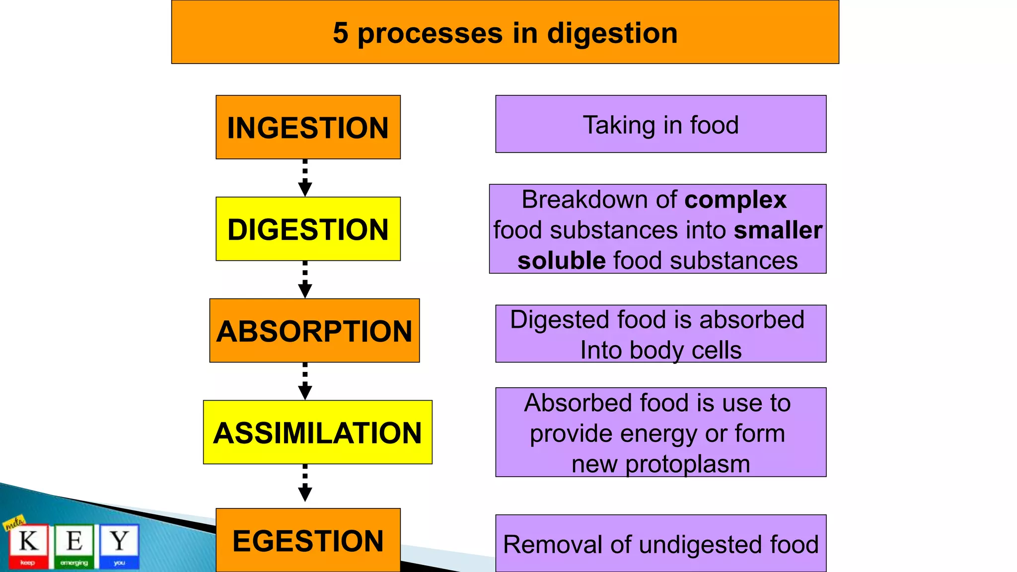 INGESTION
DIGESTION
ABSORPTION
ASSIMILATION
EGESTION
Taking in food
Breakdown of complex
food substances into smaller
soluble food substances
Digested food is absorbed
Into body cells
Absorbed food is use to
provide energy or form
new protoplasm
Removal of undigested food
5 processes in digestion
 