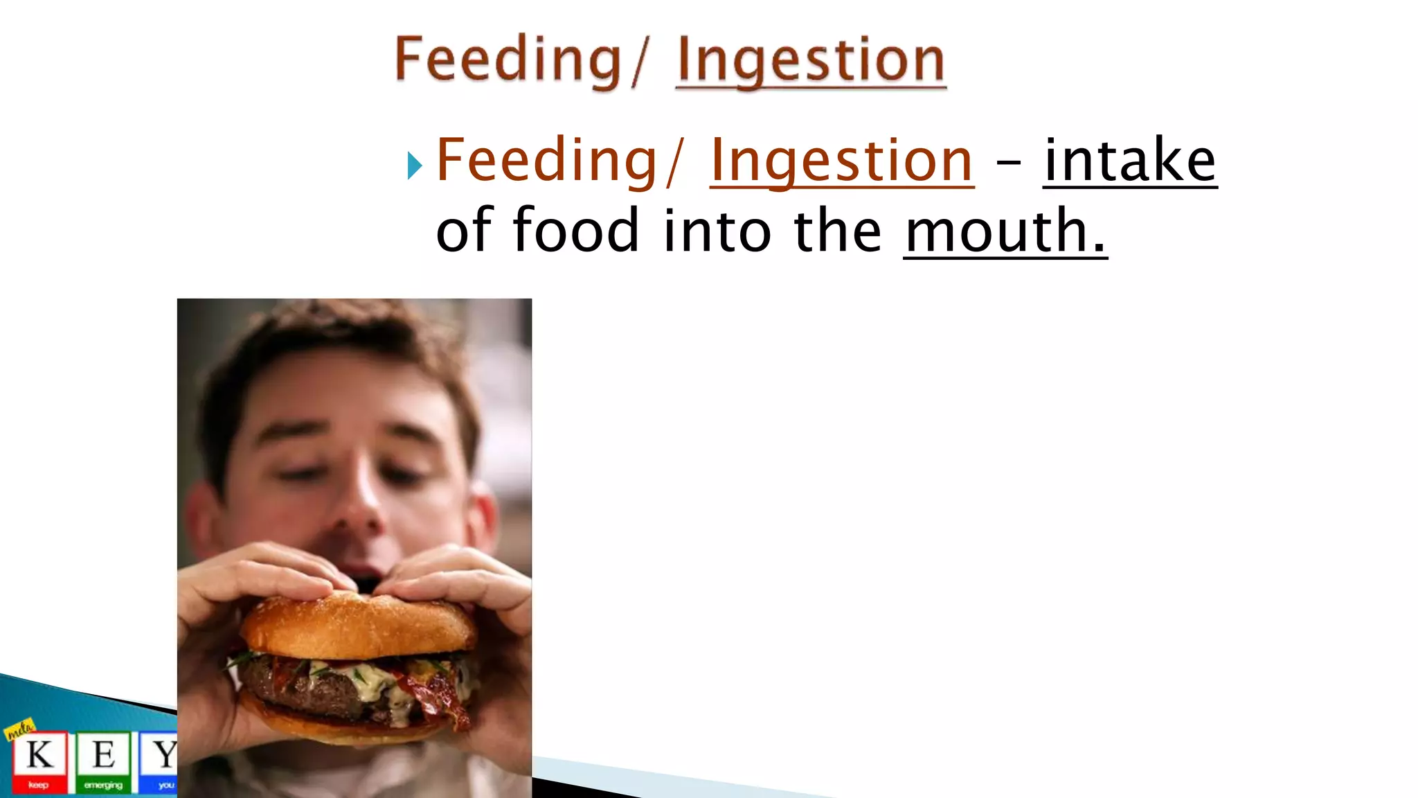  Feeding/ Ingestion – intake
of food into the mouth.
 