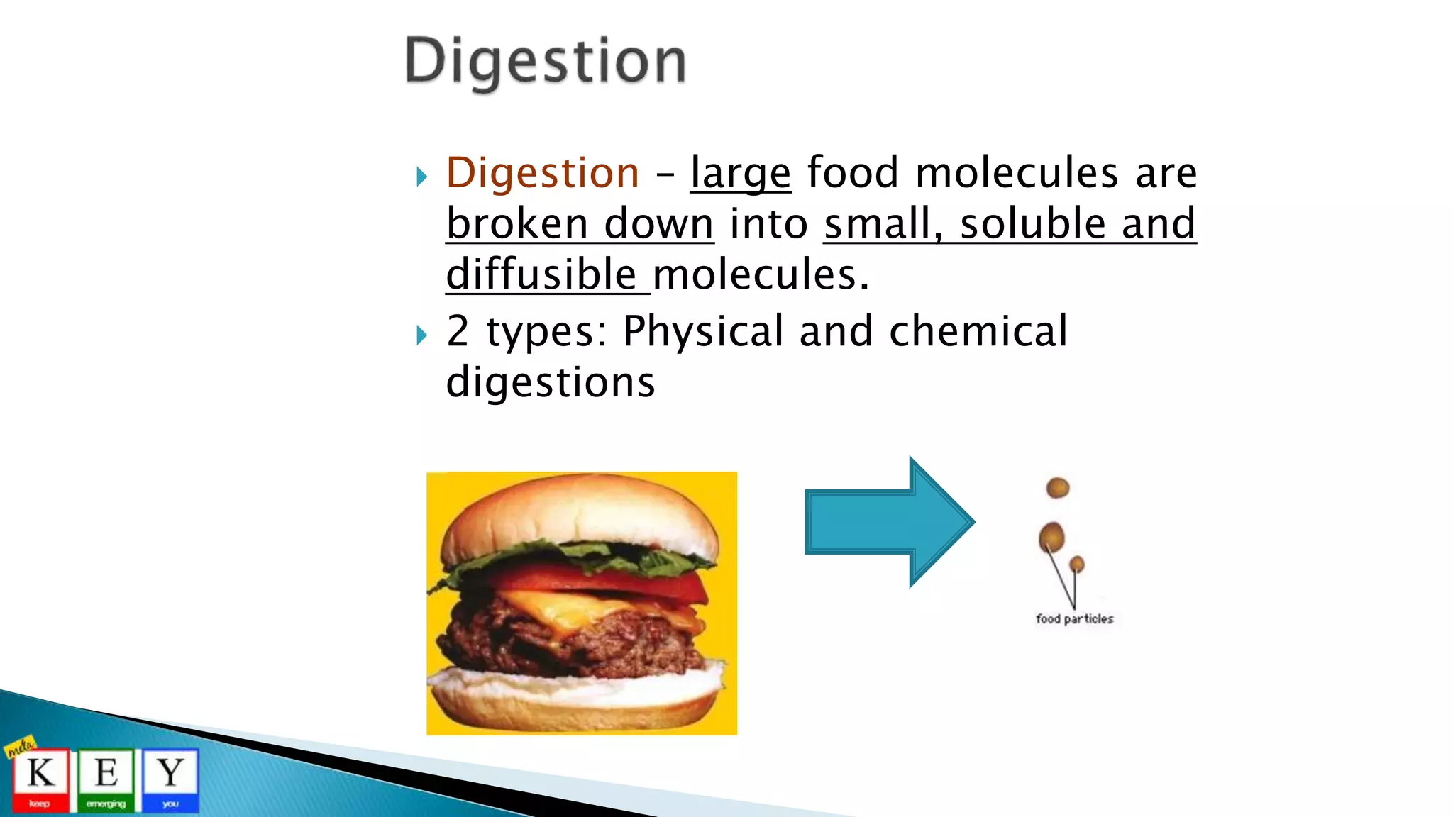  Digestion – large food molecules are
broken down into small, soluble and
diffusible molecules.
 2 types: Physical and chemical
digestions
 
